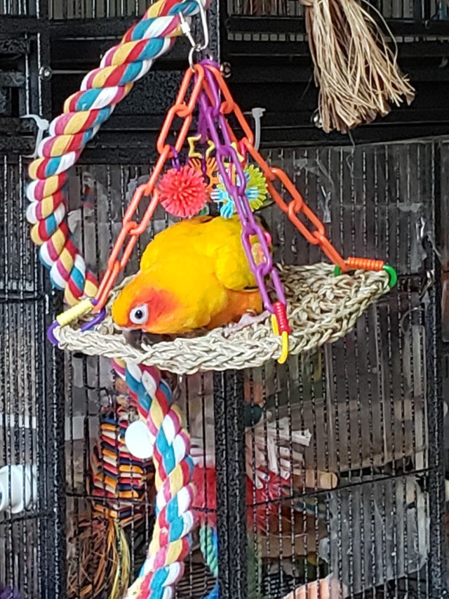 Super Bird Creations Mini Flying Trapeze Bird Toy – Small