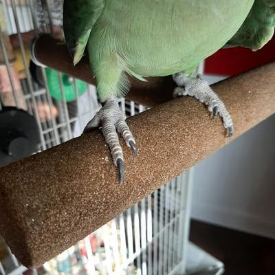 All Living Things Pumice Bird Perch for Medium Birds